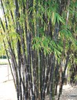 Timor Black Bamboo