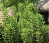 Upright water Milfoil