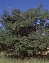 White Cedar, Persian Lilac