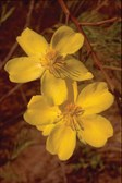 Yellow Kapok, Kapok Bush