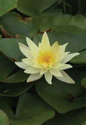 Yellow or Mexican Waterlily